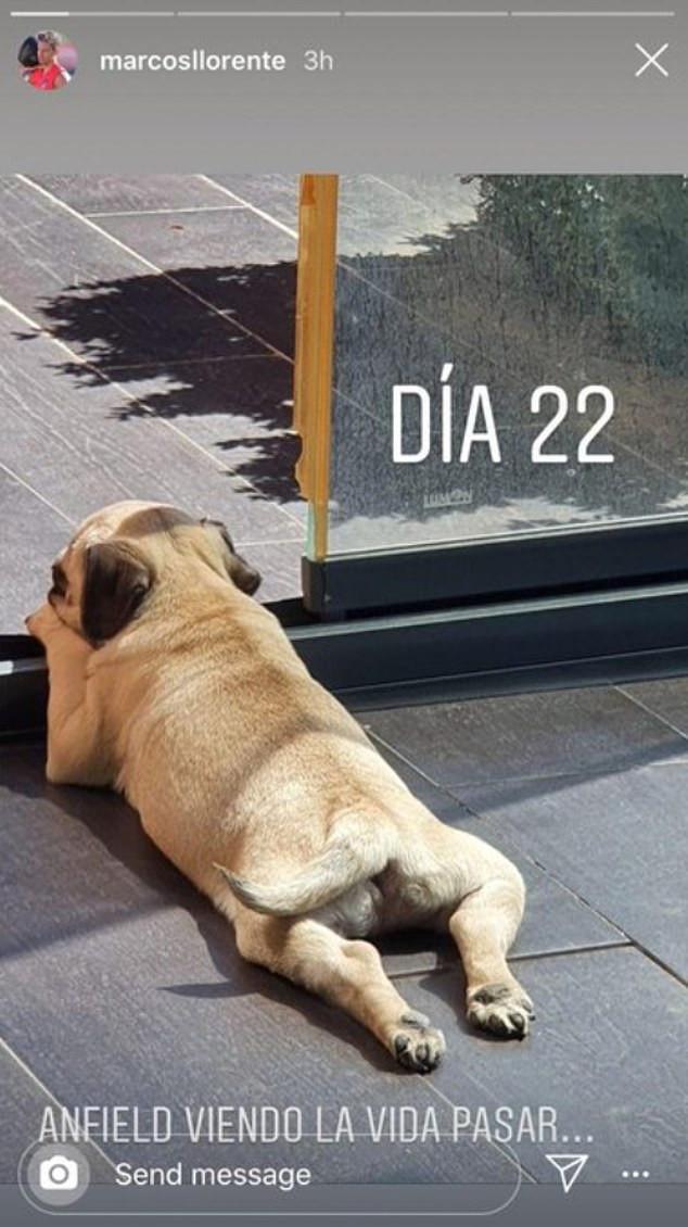 Anfield_cane_Llorente.jpg